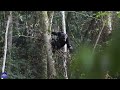 10 reasons why Nyungwe National Park should be your next adventure