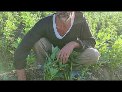 أكبر مشكلة تواجه مزارعي الأراضي الطينية