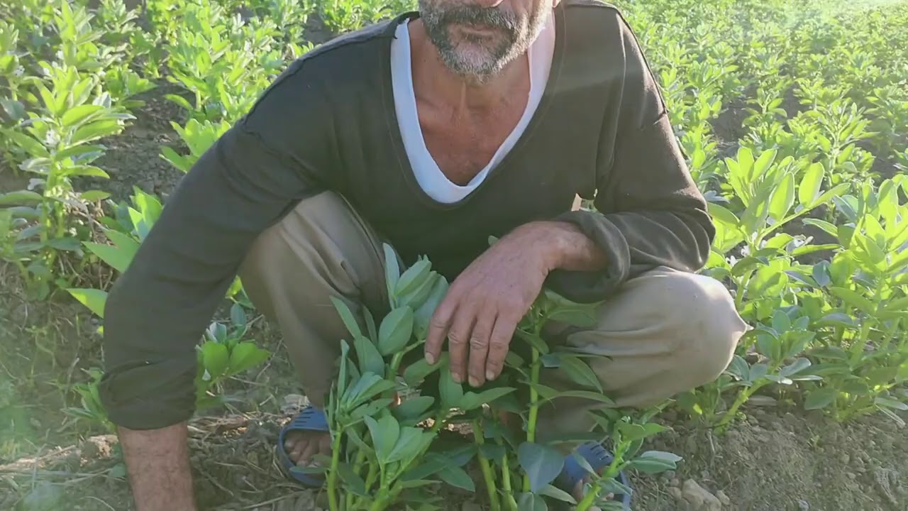 أكبر مشكلة تواجه مزارعي الأراضي الطينية