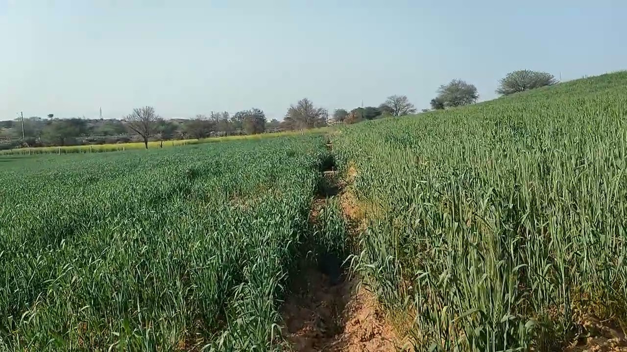 Khet life village life #village #gav #khet 