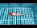 5-16-41 - 14-16” Sanke Koi