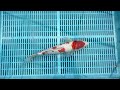 5-16-41 - 14-16” Sanke Koi