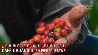 Cómo se cultiva el café orgánico en Piedecuesta  TvAgro por Juan Gonzalo Angel Restrepo
