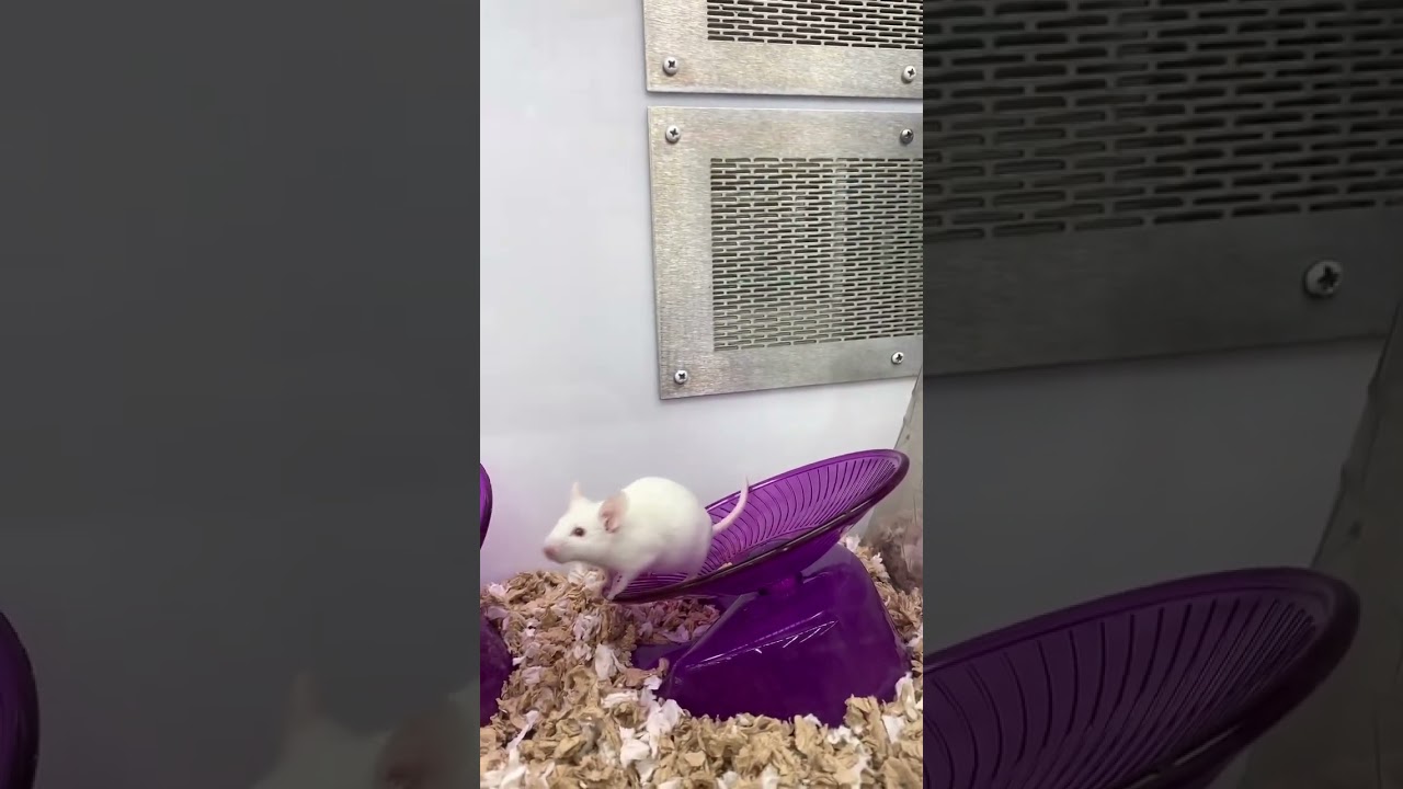 There&rsquo;s so many of them!❤️ #white  #mice #pets #playing