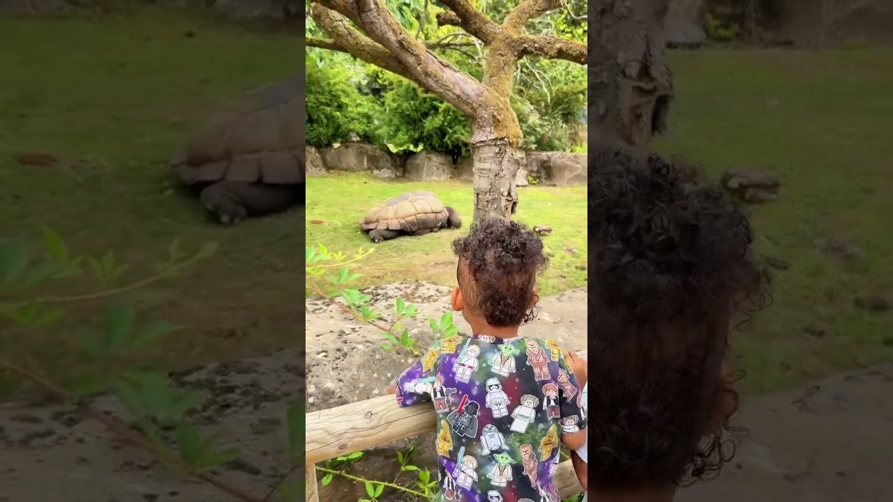 No flights, no stress - just a UK day trip done right 🦍 