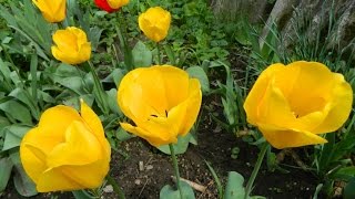 Прекрасные тюльпаны в саду. Красивые фото цветов тюльпанов