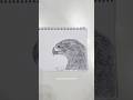 Goshawk #drawing #sketch #shorts #hawk #art #realistic #epic #easy