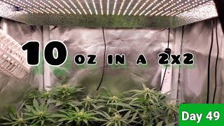 2x2 Grow Tent 10oz challenge with the Mars Hydro TSW2000 Day 49 / Day 14. The Buds have begun