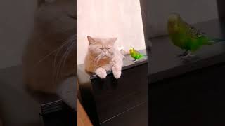 cat and bird #animal #bird #cat #cute #cutecat #kitten #kittycat #pet #parakeet #parrot