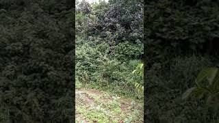 jungle forest