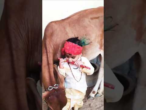 Jay Goumata Shortsfeed Cow Gaai Youtubeshorts Gaya Gay Gaumata Cowshorts Cowvideo