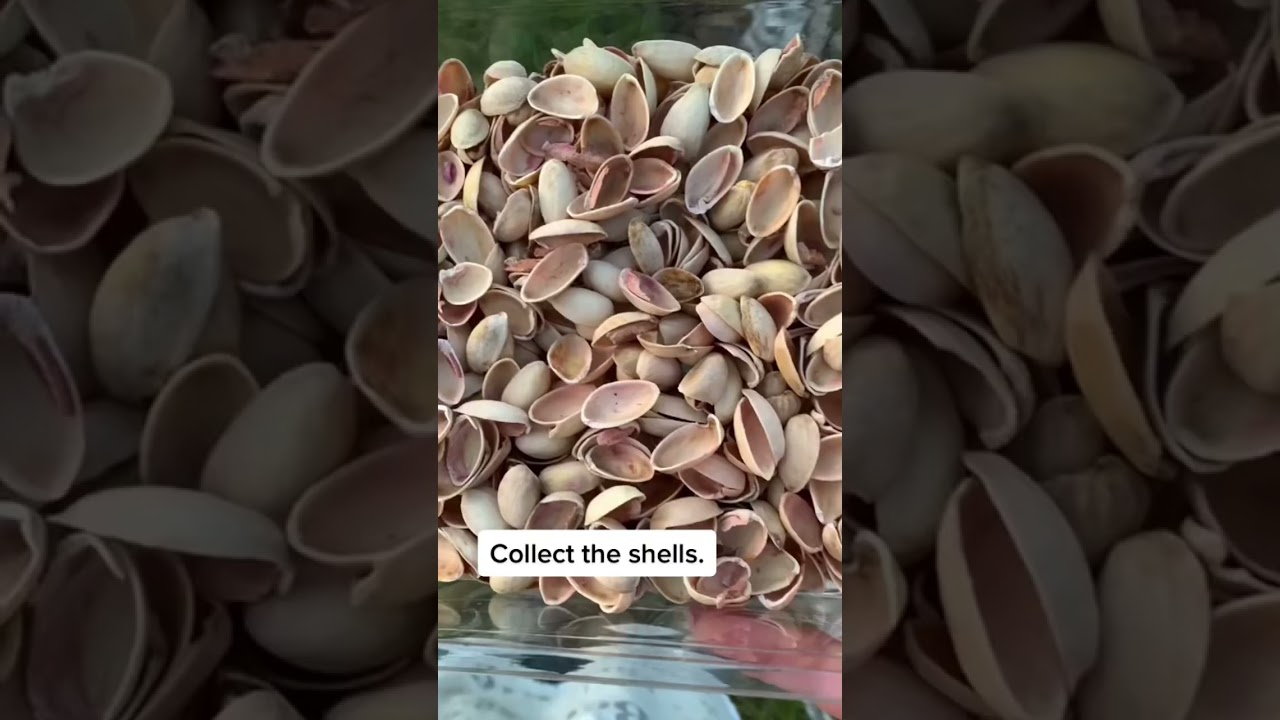 Скорлупу можно использовать в компосте, но она долго разлагается. Также её можно использовать в к...