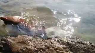 Badass Jack Russell 10 sec underwater