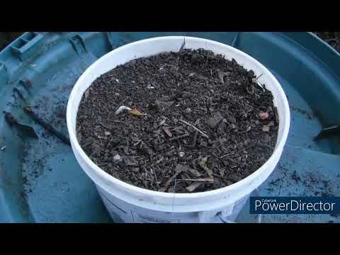 Storing fresh Jerusalem artichokes