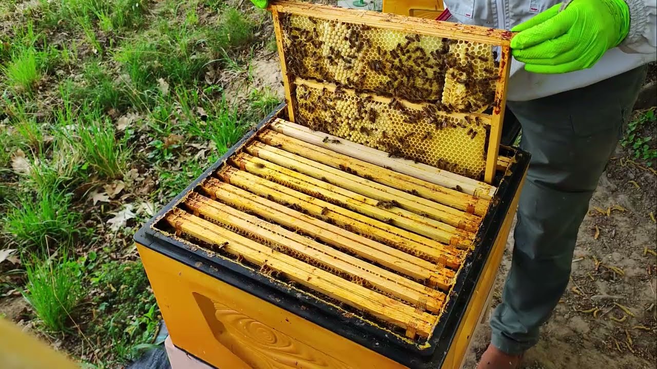 9   2025 Pszczoły planują wycieczki -  dodawanie drugich miodni