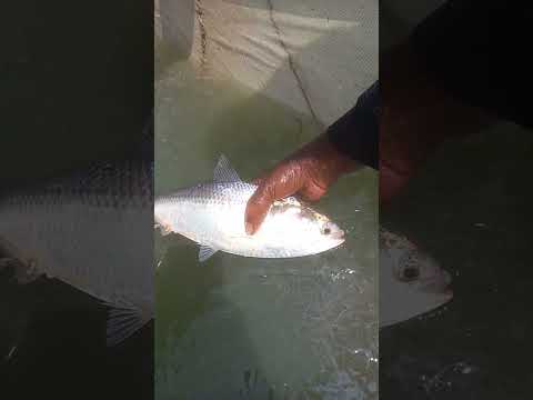 Hilsa Fish Shorts Fish Hilsa Fishing
