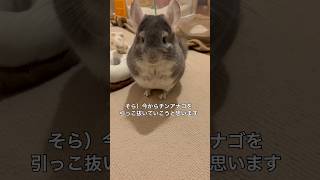 ペシッ　茶色チンアナゴには厳しいチンチラ＃chinchilla＃チンチラ＃shorts