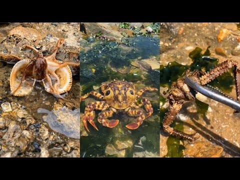 Best Fishing Videos 🦀🐟🐙 Catch Crab, Catch Fish, Deep Sea Monster #101