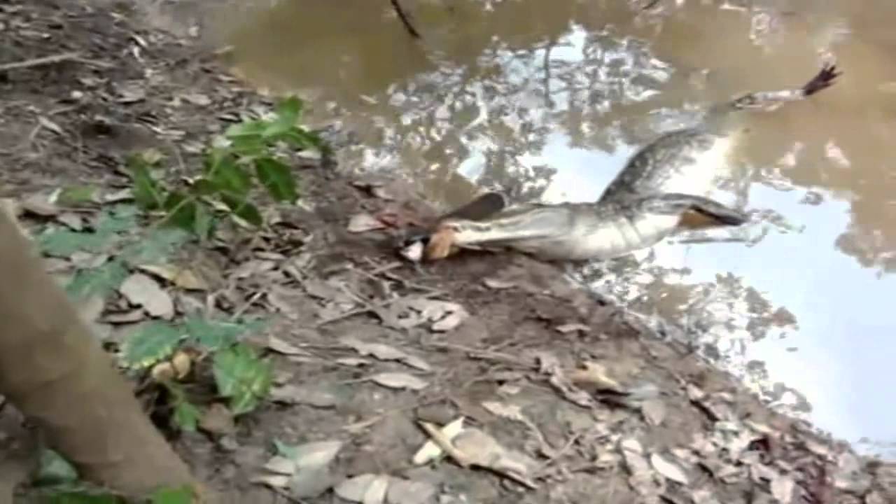Electric Eels Can Kill Even Alligators - Watch! - YouTube