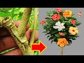 Hibiscuses Tree Grafting | Different Color Hibiscuses Flower In One Tree | 100% successful