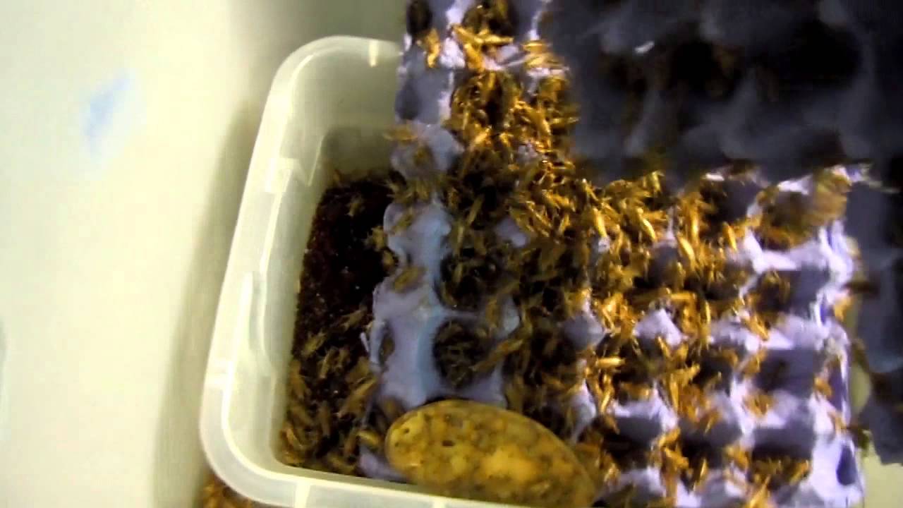 how to get you're own cricket eggs YouTube