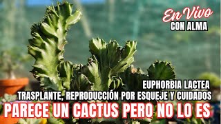 PARECE UN CACTUS PERO NO LO ES: Trasplante,  esquejado y cuidados de la Euphorbia lactea