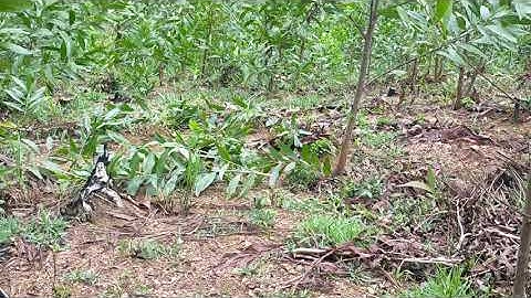 HỮU TRỌNG|| Bẩy cút rừng