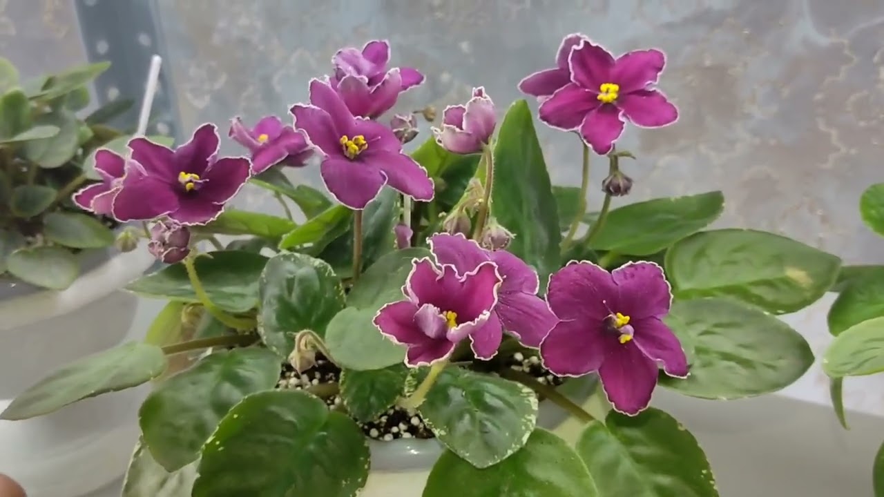 Фиалочный обзорчик .Фиалки у Алисы 💖.