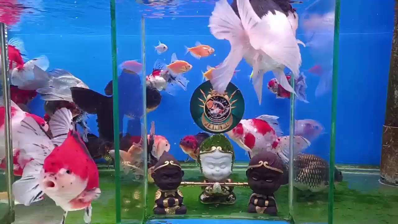 fish Ng goldfish aquarium live YouTube