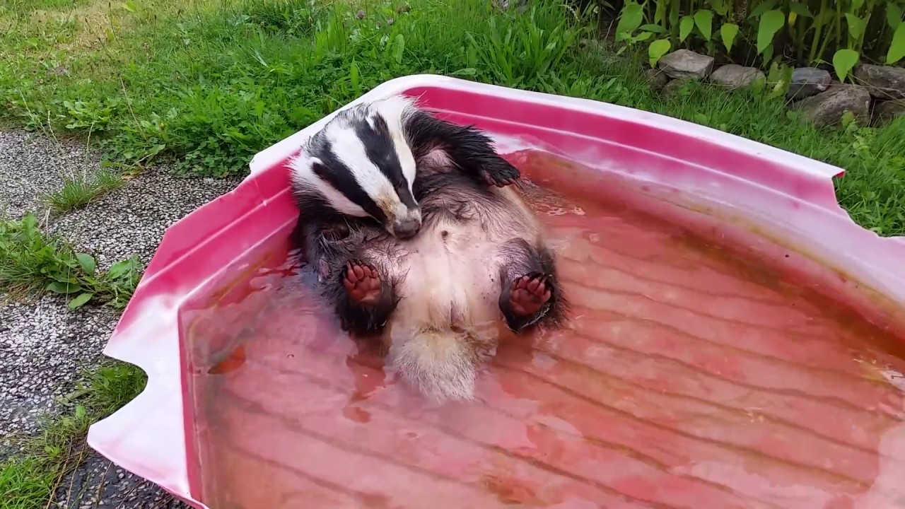 Badger Tor bathing in kiddy pool!