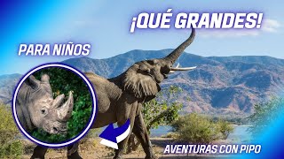 Los Mamíferos Gigantes🐘🦏/Aventuras Con Pipo by Aventuras con Pipo 1,820 views 2 months ago 4 minutes, 10 seconds