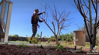Pruning apricot- quick and easy