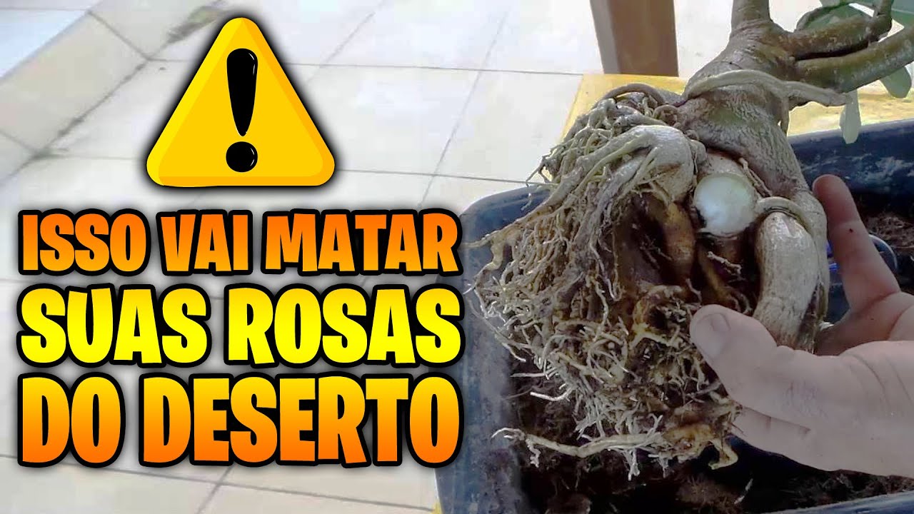 5 SINAIS de que você está MATANDO suas rosas do deserto!!