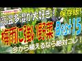 梅雨に強い野菜ランキングBest15(高温多湿でもよく育つ野菜)
