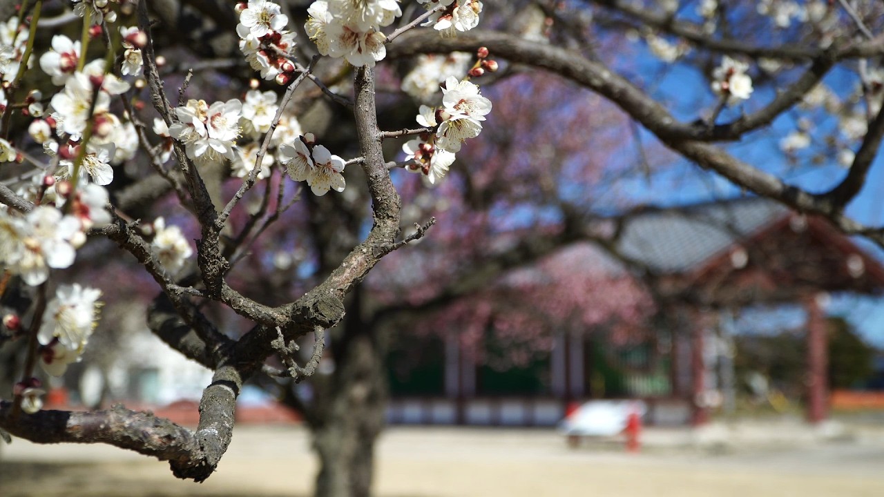 【栃木県下野市】下野薬師寺跡の梅