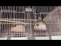 Budgie white female jo colony se pakri thi us ki vip progress in Urdu/Hindi.