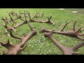 GIANT THE RED STAG !  ( UPDATED COLLECTION OF CAST ANTLERS)  2018