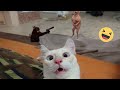 Funniest animals  new funny cats and dogss  46