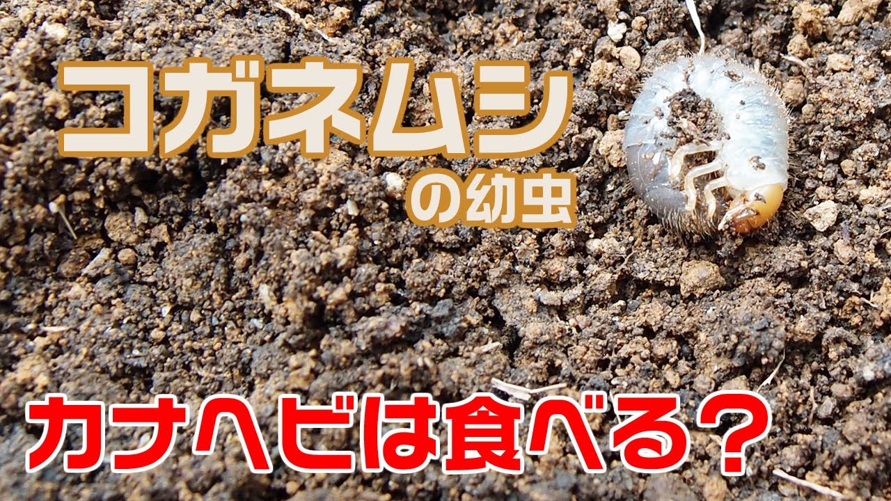 カナヘビはコガネムシの幼虫も食べる 餌 Youtube