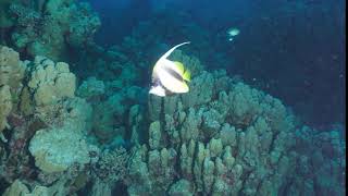Red Sea Best Videos By David Pita By Pela B31
