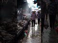 Hidden Protein: The Untold Nutritional Secrets Behind Asia’s Chaotic Turtle Markets.