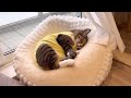 お昼寝姿が可愛すぎるイエローイモムシ