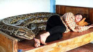 72 Hours Of Terror :That's crazy.Girl Was Sleeping.Giant Python Crawled into her Bed. She Terrified