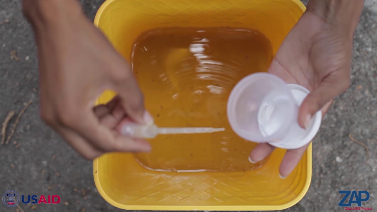 How to Identify Mosquito Breeding in Containers YouTube