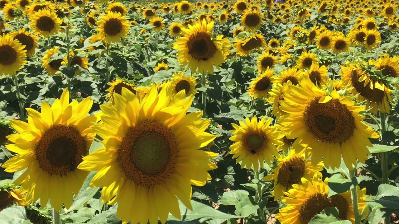 Download Sunflower Love - YouTube