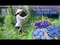 Những món ăn từ Hoa Đậu Biếc ở nam bộ - Khói Lam Chiều #66 | Dishes made with blue pea flowers