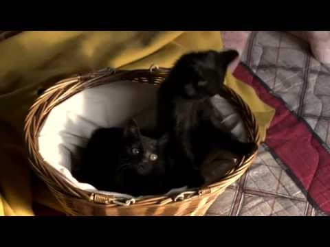 映画「くろねこルーシー」特報3