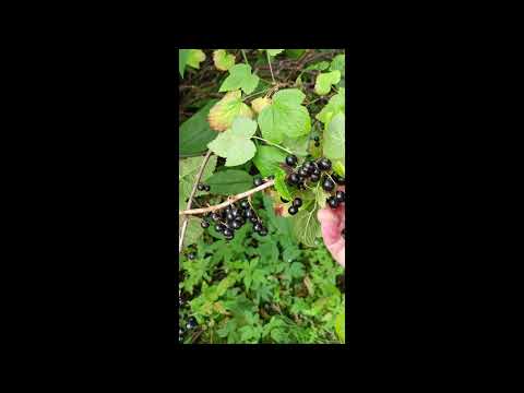 Nangoha ako ng black berries.