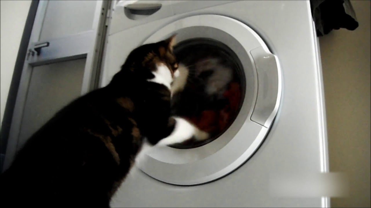 Laundry Cat YouTube