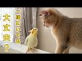 子猫とインコを合わせてみたらこうなりました